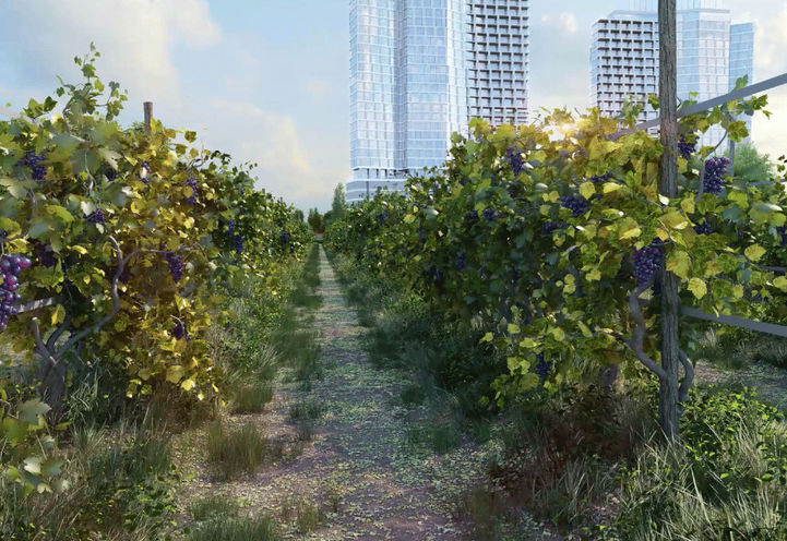 LJM Harbourfront - View of Pathway Through a Nearby Vineyard